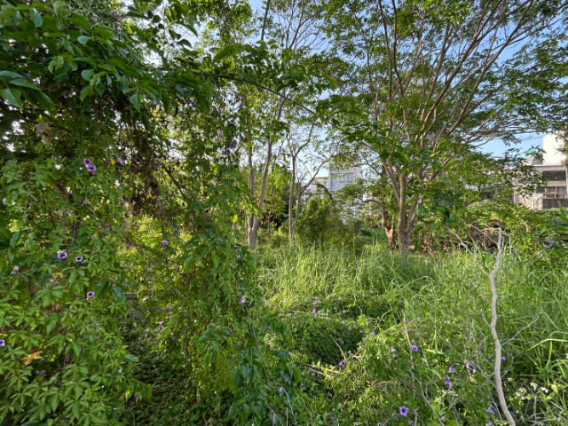 新營住宅區建地,台南市新營區新生段