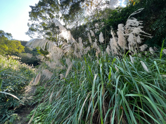 雙溪臨路農牧地,新北市雙溪區魚行段