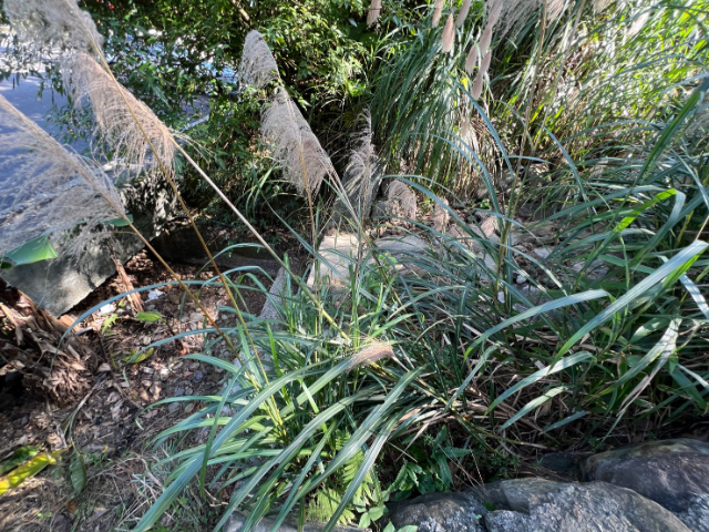 雙溪臨路農牧地,新北市雙溪區魚行段